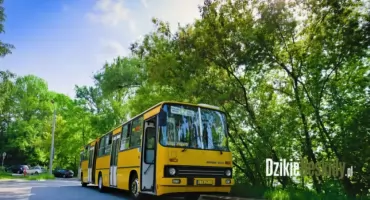 Ikarus 280 znów na bielskich ulicach – sentymentalna podróż w czasie